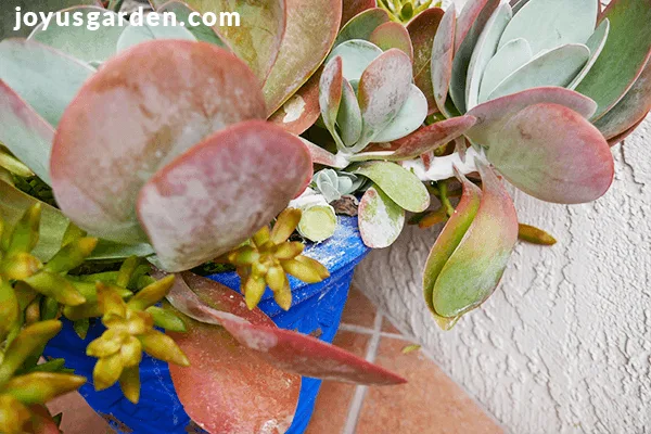 close up of paddle plants flapjacks kalanchoe succulent with pups in a blue pot 