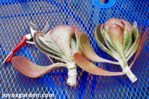 2 large paddle plant flapjacks kalanchoe succulent cuttings & a pair of pruners on a blue lattice patio tabel