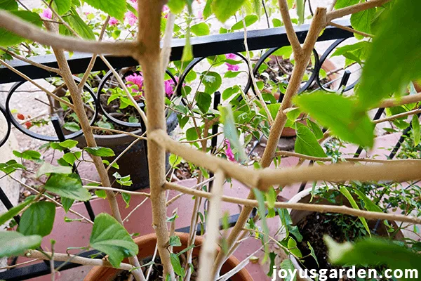 close up of the inner branch structure of a tropical hibiscus