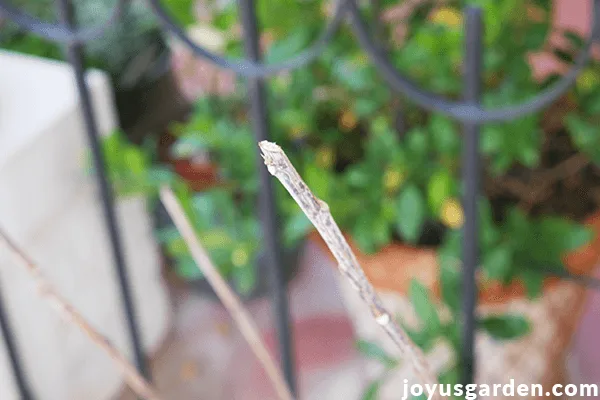 close up of a hibiscus branch with an outward facing node