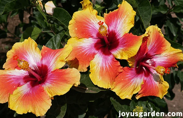 close up of large yellow tropical hibiscus flowers variegated with red