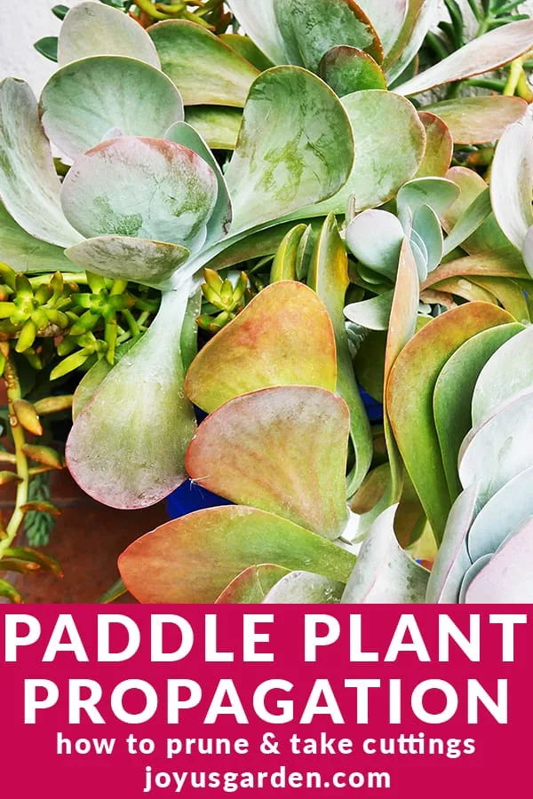 close up of a paddle plant (flapjacks kalanchoe) the text below reads Paddle Plant Propagation how I prune & take cuttings