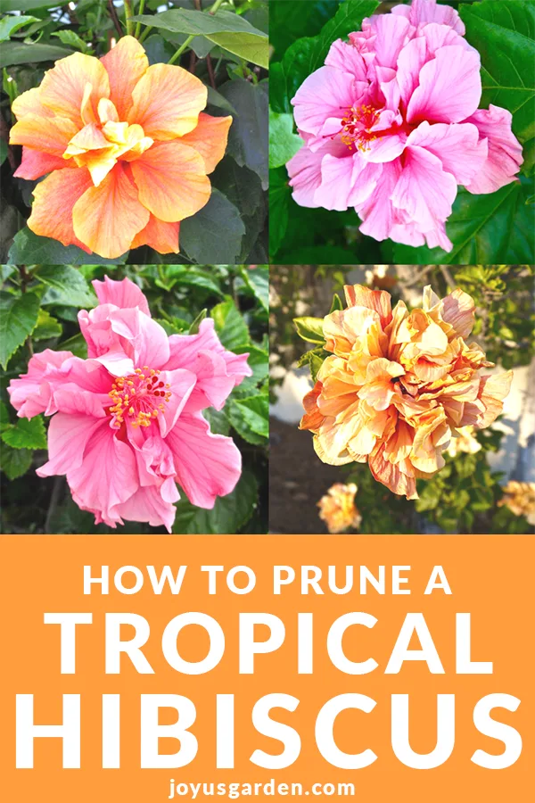 a collage with 4 beautiful hibiscus flowers 2 are pink & 2 are yellow ornage the text reads how to prune a tropical hibiscus