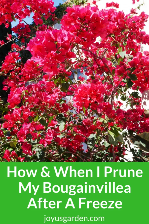 close up of a red bougainvillea in full bloom. the text reads how & when I prune my bougainvillea after a freeze.