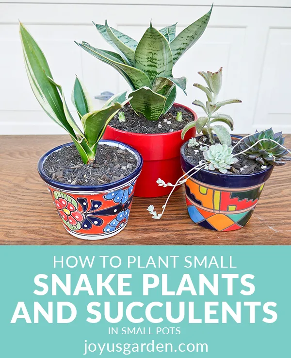 2 small snake plants & a small grouping of succulents sit on a table in small colorful pots the text reads how to plant small succulents & snake plants in small pots