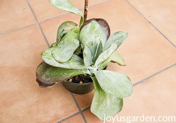 Large paddle plant cuttings replanted