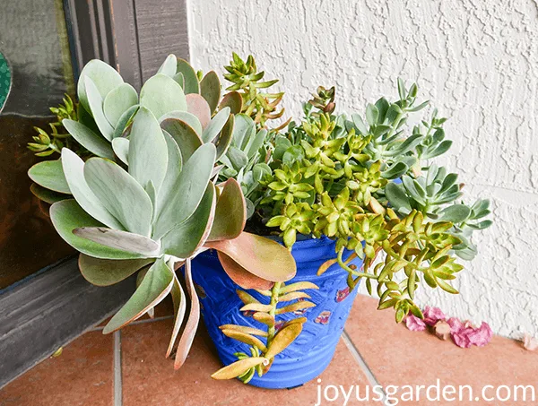 Gorgeous mix of succulents in a blue pot