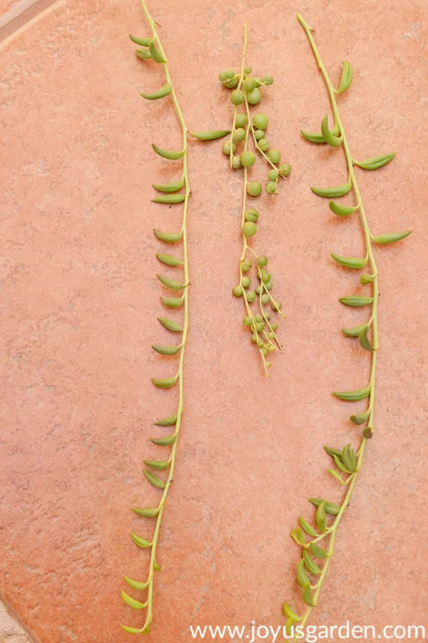 looking down on 2 String Of Bananas stems & 1 String of pearls stem