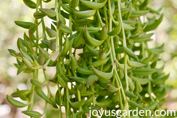 Close up of a string of bananas houseplant you can see a couple of roots on the stems.