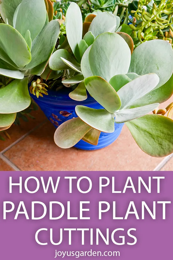 a beautiful paddle plant with large paddle shaped grey green leaves grows in a planter the text reads How To Plant Paddle Plant (Flapjacks Kalanchoe) Cuttings