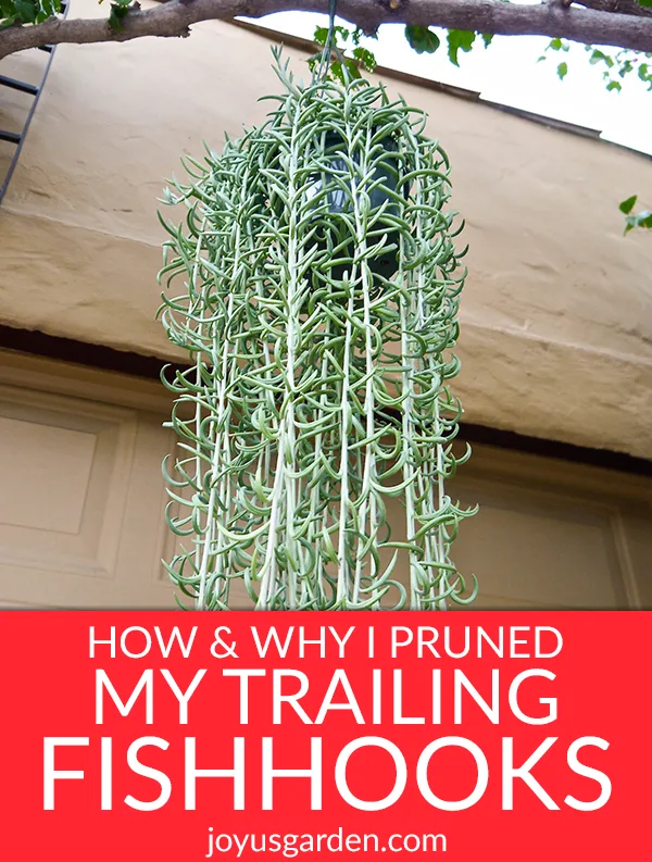 a string of fishhooks plant with long trails hangs from a branch the text reads How & Why I Pruned My Trailing Fishhooks Succulent (String Of Fishhooks)