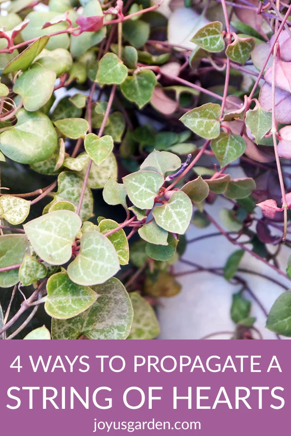 close of of a string of hearts plant rosary vine the text reads 4 Ways To Propagate A String Of Hearts Plant