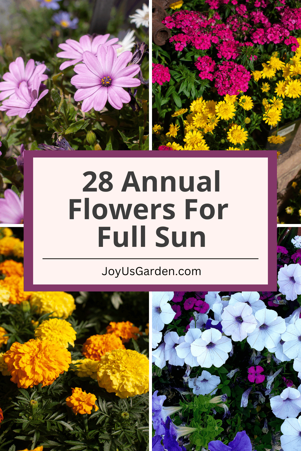 28 Full Sun Annuals