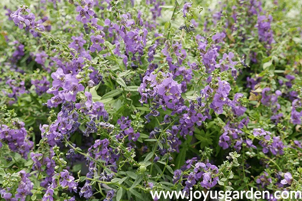 Purple Angelonia plant for full sun.