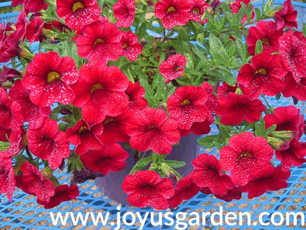 Red Calibrachoa in pot atop a blue table. 