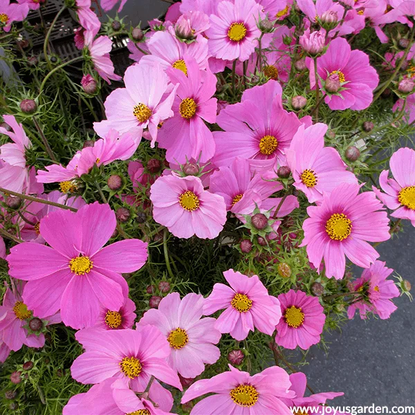 Pink COSMOS annuals for the full sun.