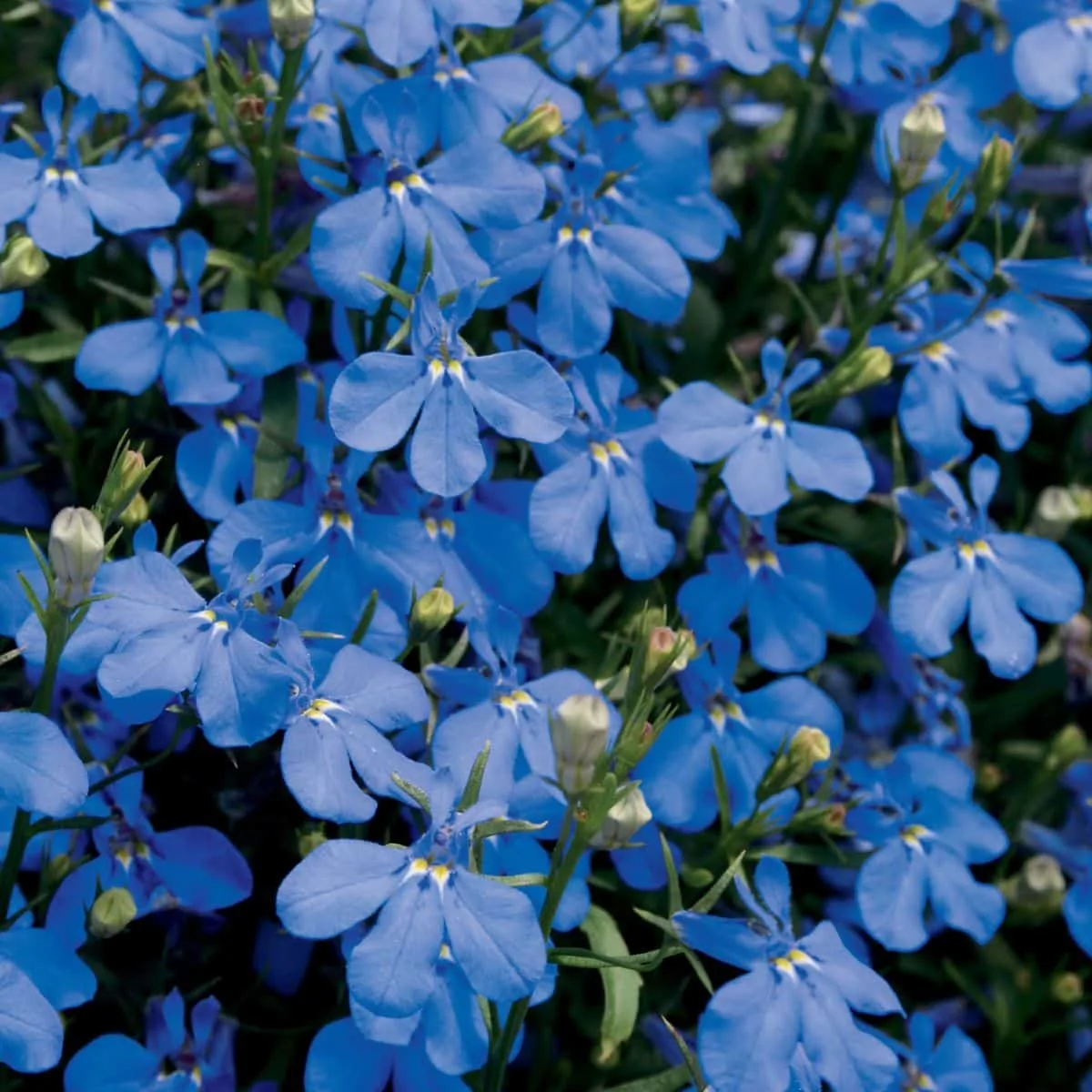 Blue lobelia. 