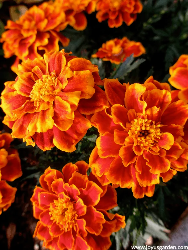 MARIGOLDS annuals for the full sun.