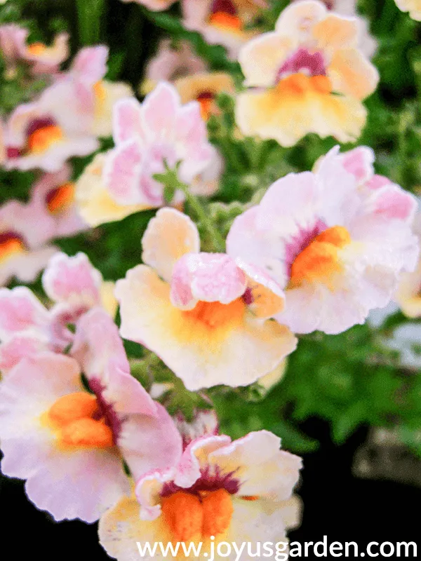 NEMESIA annuals for the full sun.