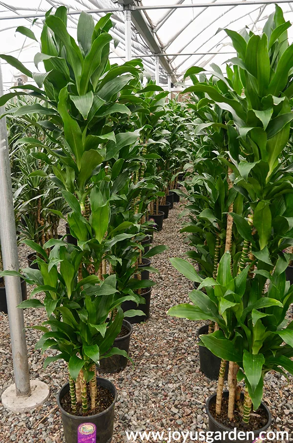 2 long rows of dracaena michikos in the greenhouse