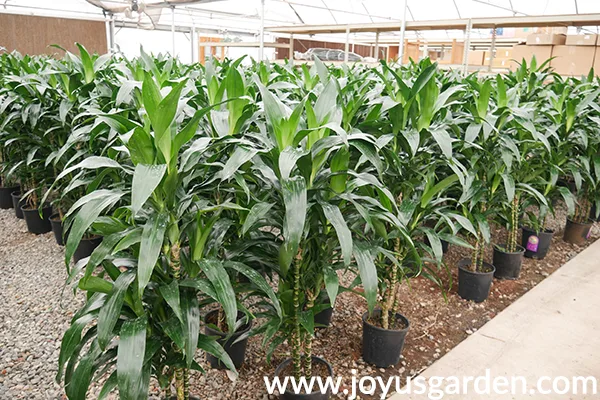 rows of dracaenas lisa lined up in the greenhouse