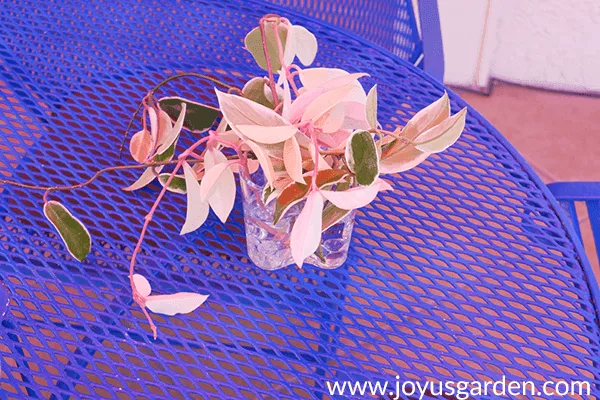 variegated hoya carnosa cuttings in a glass vase