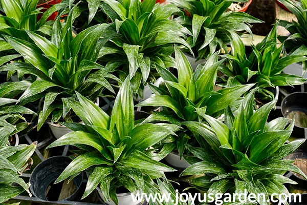 a flat of dracaena janet craig compactas in the greenhouse