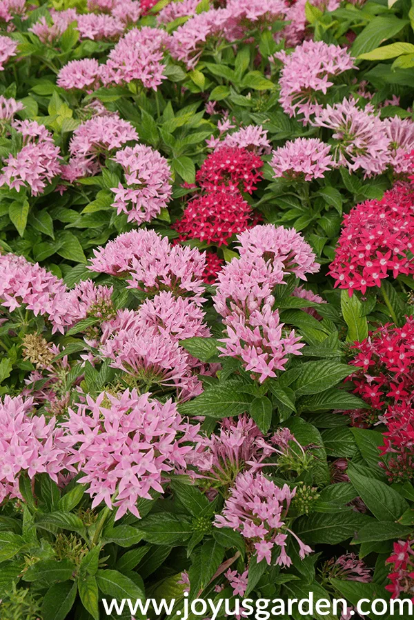 Close up of pink & deep rose PENTA annuals for the full sun.