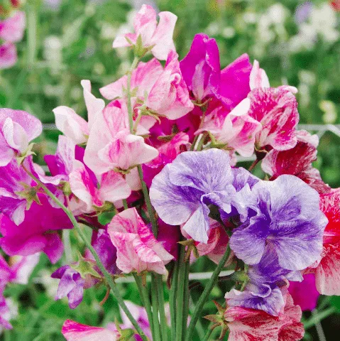 Pink and purple sweet peas flower. 