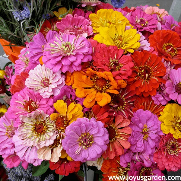 Bouquet of Zinnias in multiple colors. 