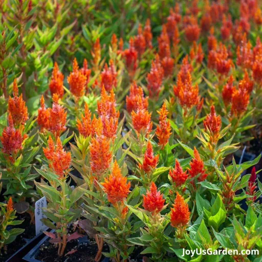 Orange celosia. 