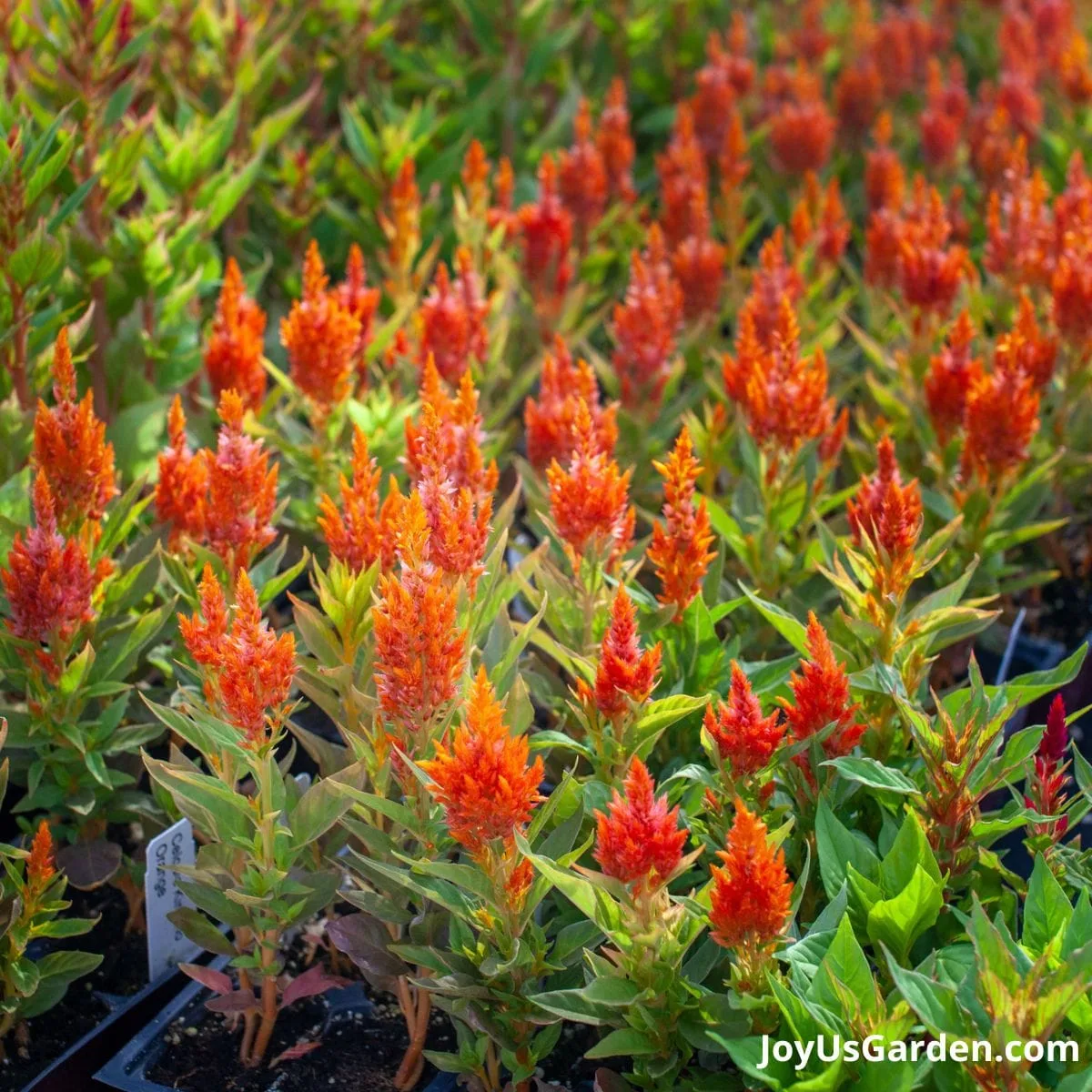 Celosia growing in a nursery, orange flowers. 