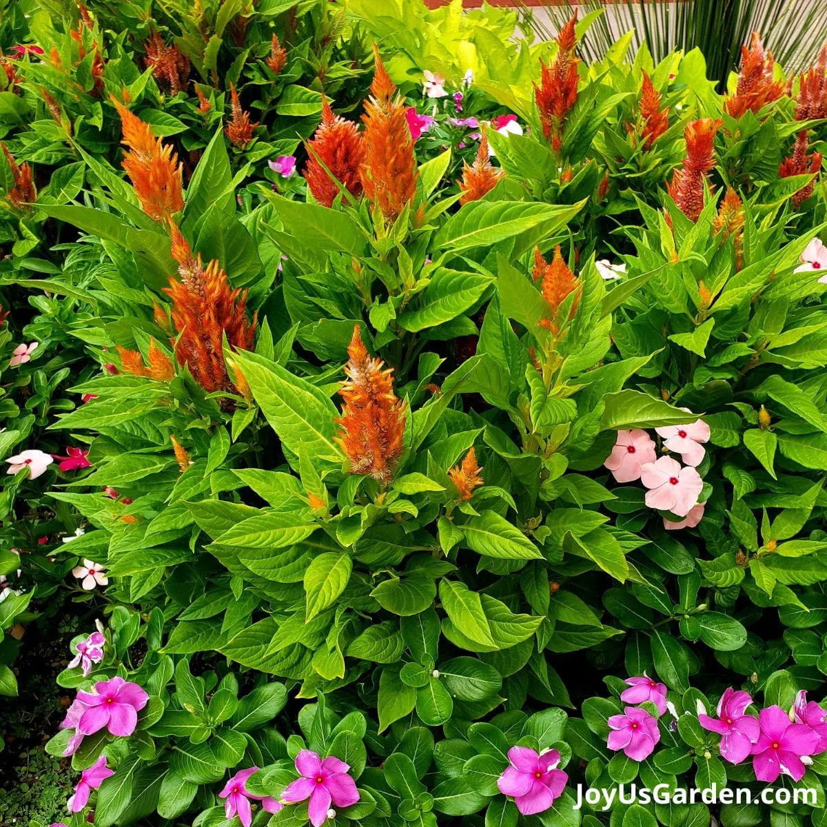 Celosia and vinca growing together. 