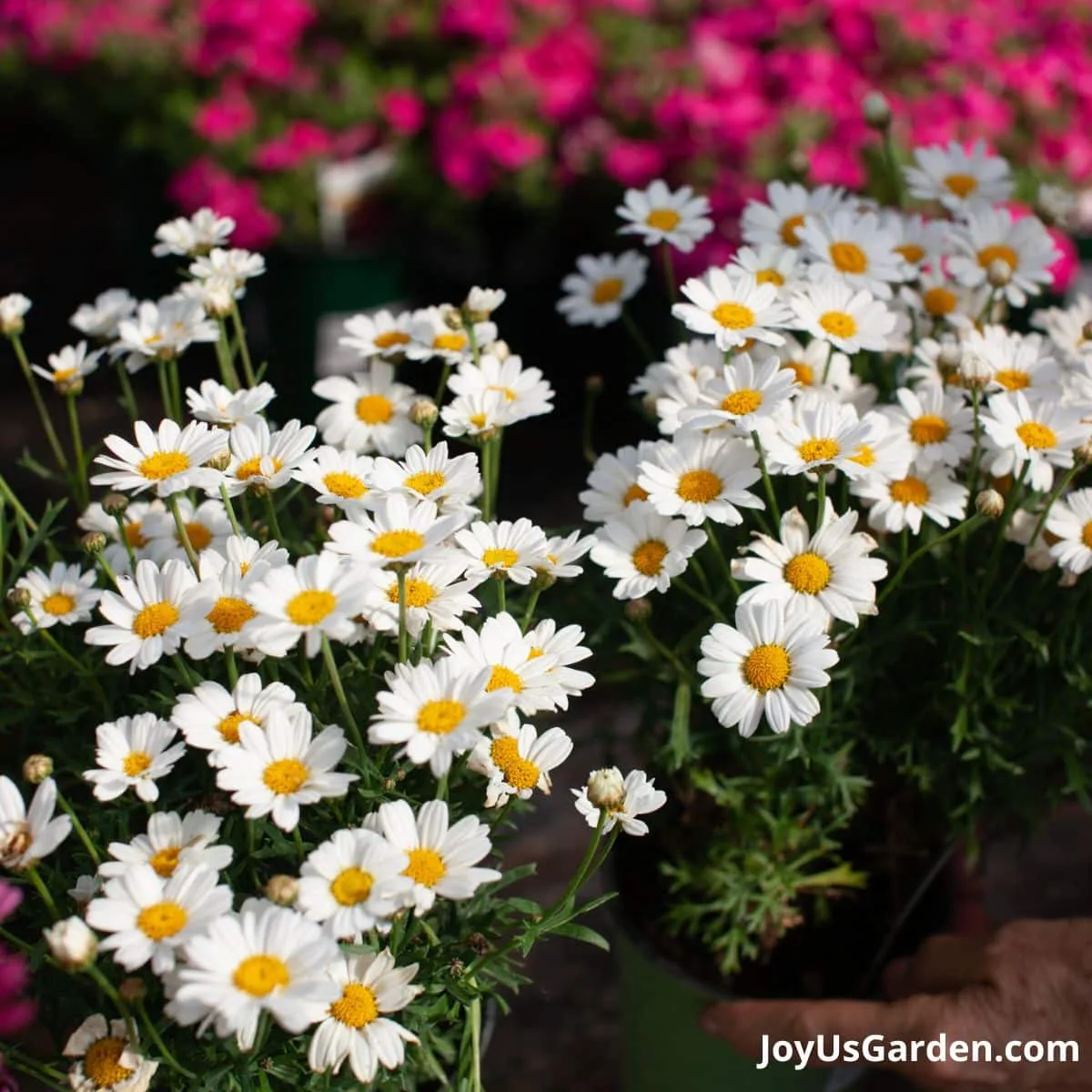 White daisies. 