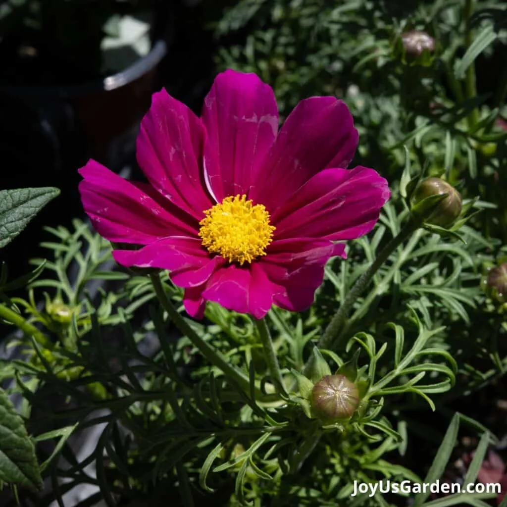 Blooming cosmos in deep reddish purple. 