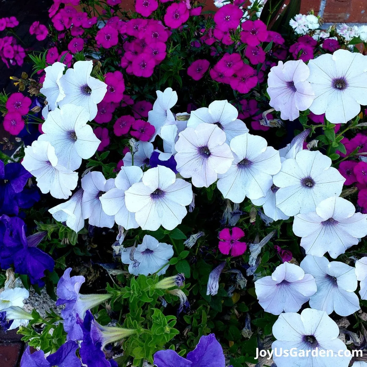 White petunias growing in a nursery. 