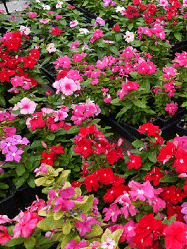 ANNUAL VINCA annuals for the full sun