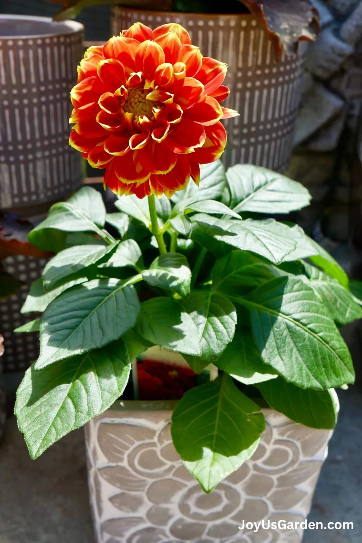 Orange dahlia growing in a pot. 