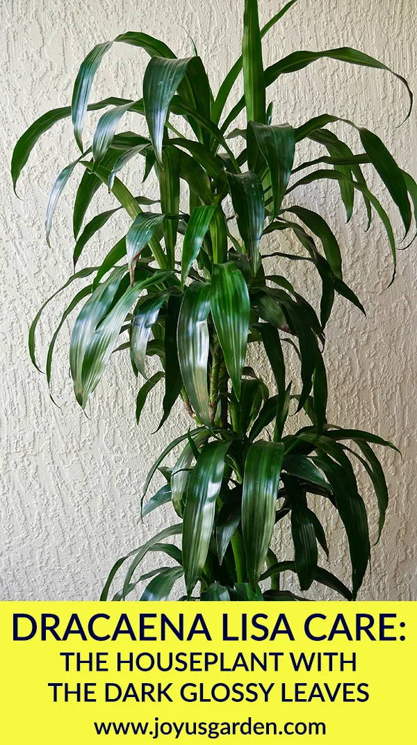 close up of a dracaena lisa against a white wall the text reads Dracaena Lisa Care: The Houseplant With The Dark Glossy Leaves