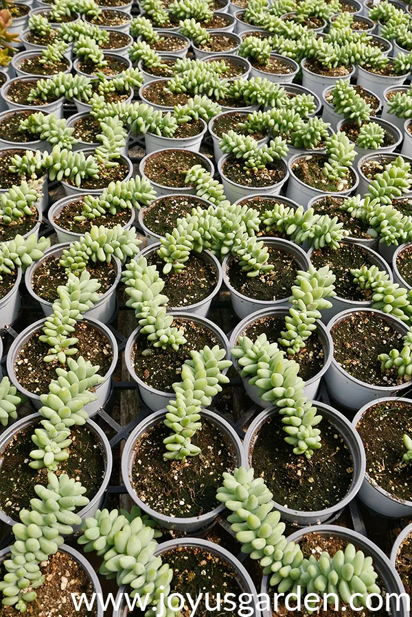 many small pots of sedum burrito succulent cuttings are lined up in rows