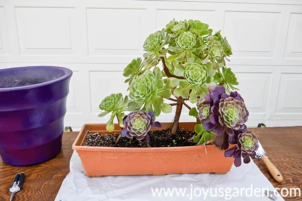 a large green aeonium & smaller burgundy aeoniums in a terra cotta rectangular planter sit on a table next to a purple pot