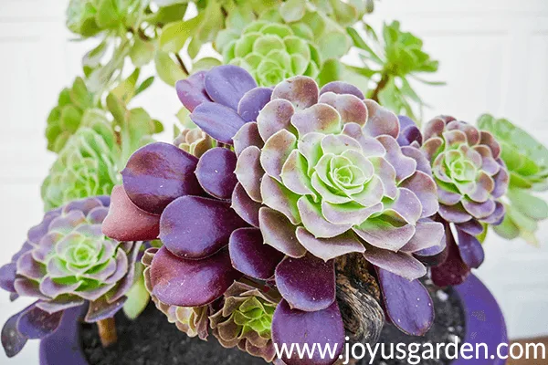 a close up of burgundy aeoniums with a large green aeonium growing behind