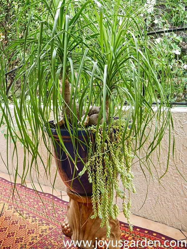 a large 3-headed ponytail palm underplanted with burro's tail succulents grows in a large blue pot on a pedestall