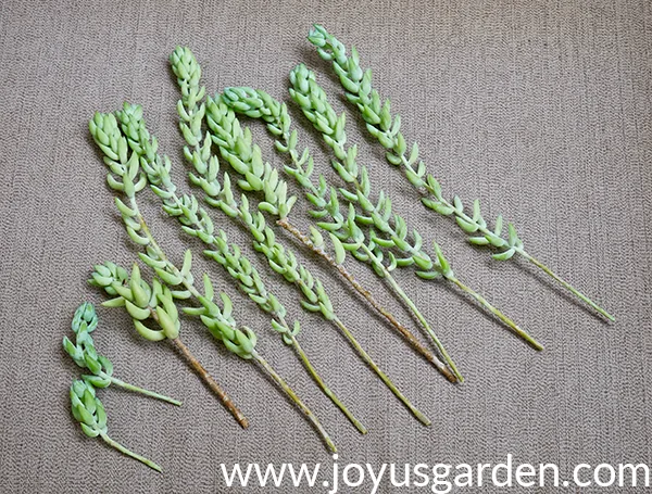 10 burro's tail donkey's tail succulent cuttings are lined up on a beige patio cushion