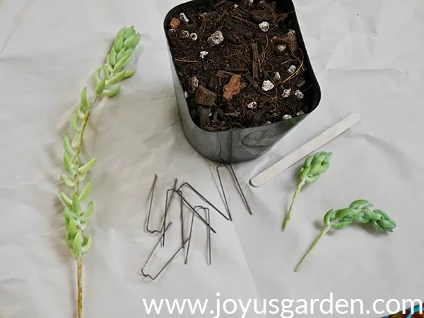 3 burro's tail succulent cuttings floral pins a popsicle stick & a pot with succulent & cactus mix sit on a piece of white paper