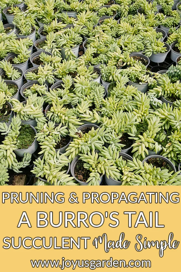 lots of burro's tail donkey's tail sedum morganianum cuttings rooting in small pots the text reads pruning & propagating a burro's tail succulent (sedum morganianum, donkey's tail) made simple