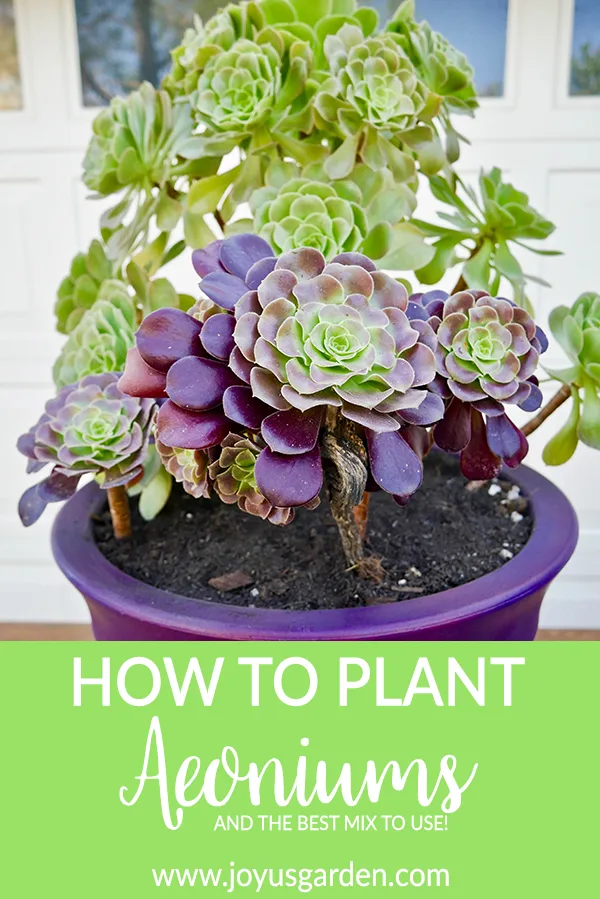 close up of a large green aeoniums and smalller burgundy aeoniums growing in a purple pot the text reads how to plant aeoniums and the best mix to use