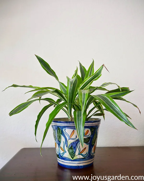 a dracaena lemon lime in a blue talavera pot sits on a dark wood table