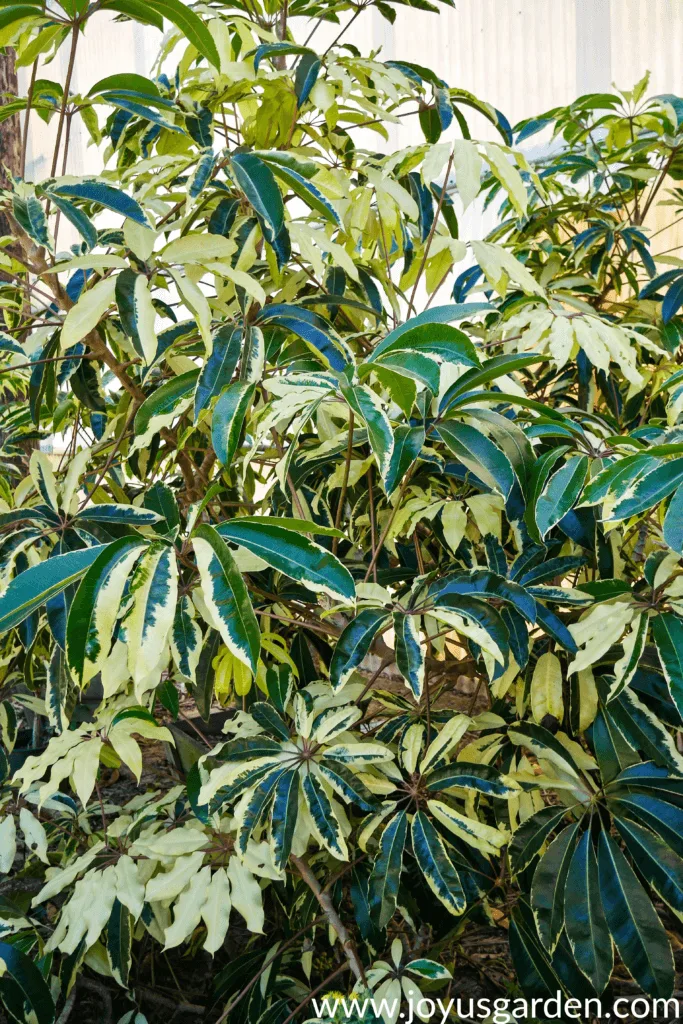 close up of a a variegated Schefflera pueckleri or variegated tupidanthus