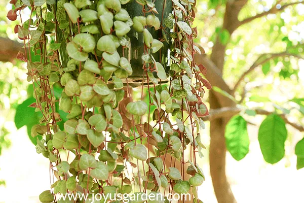 close up of the trails & leaves of a string of hearts vine